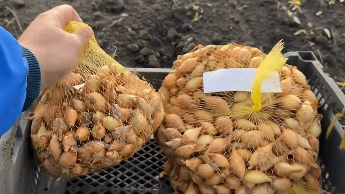 Dlaczego teta Zita zatrzymała mnie przy wyrzucaniu siatki po cebuli – teraz mam pełny stół