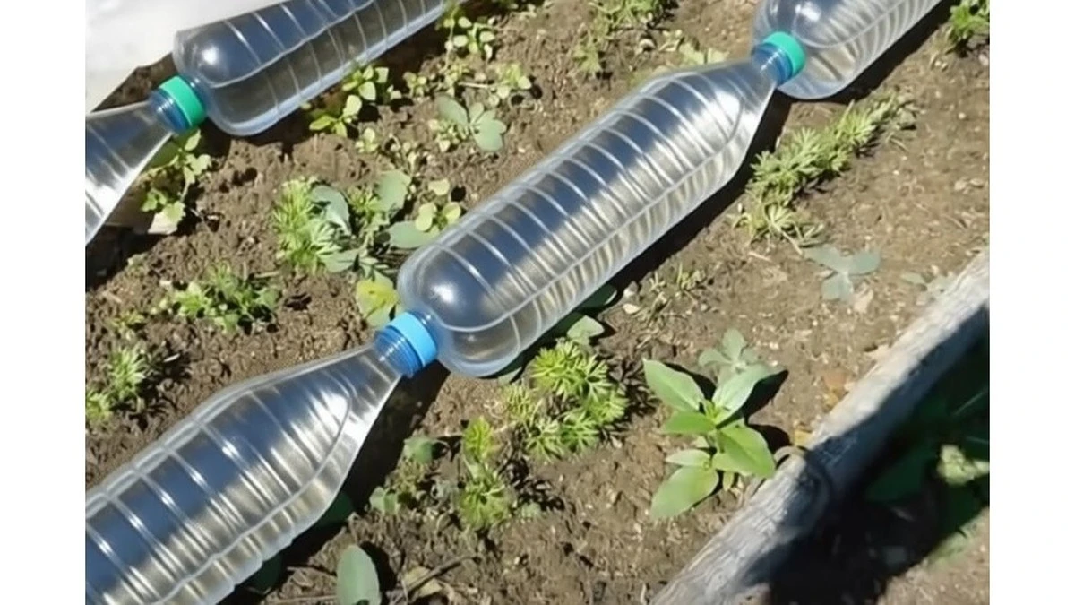 Plastikowe butelki w szklarni: Tani sposób na ciepłą glebę bez prądu