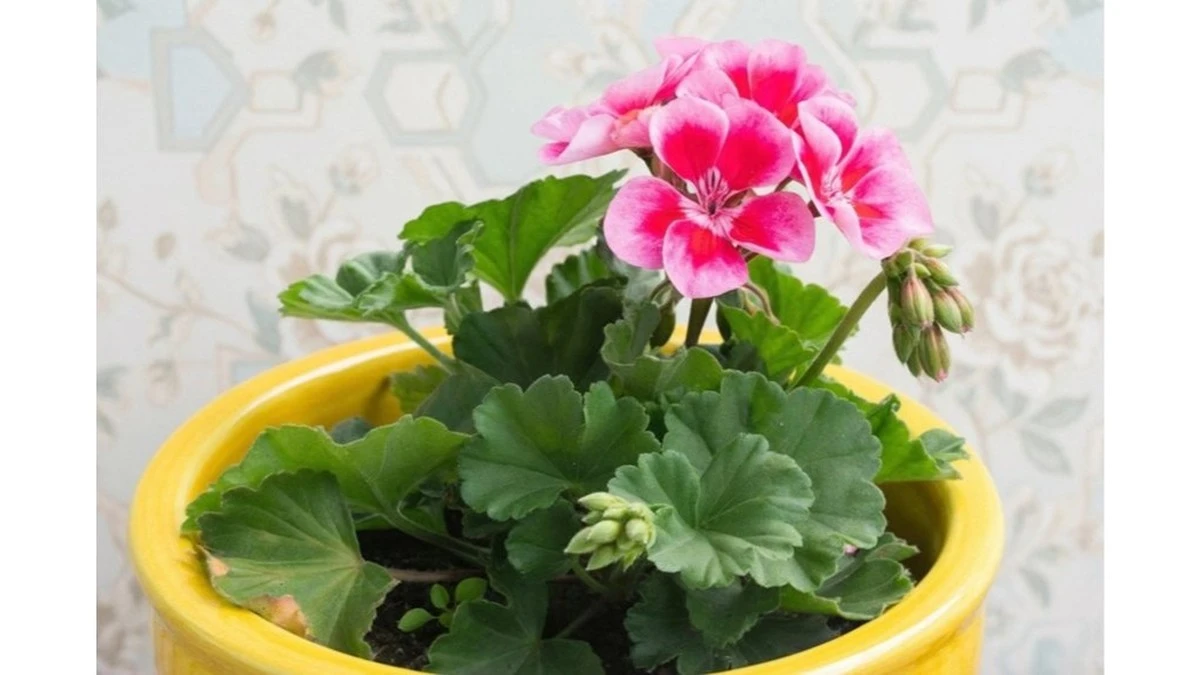 Pelargonie podwójnie obfite: Sekret zimowego rozmnażania bez wydatków