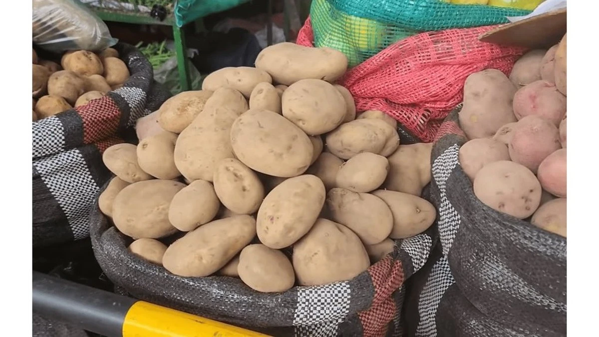 Nie daj się zwieść obietnicom producentów. Oto, dlaczego mój plan na zbiory czosnku zakończył się gigantycznym rozczarowaniem