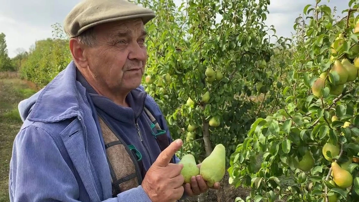 Dlaczego moje gruszki przez 10 lat były wodniste? Sekret nawożenia azotem odkryty przez sąsiada