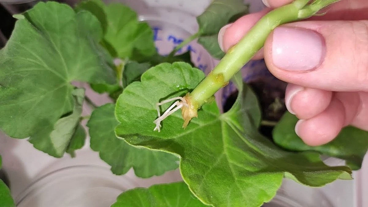 Pelargonie zakorzenione w 4 dni? Nowa metoda sąsiadki mnie zaskoczyła