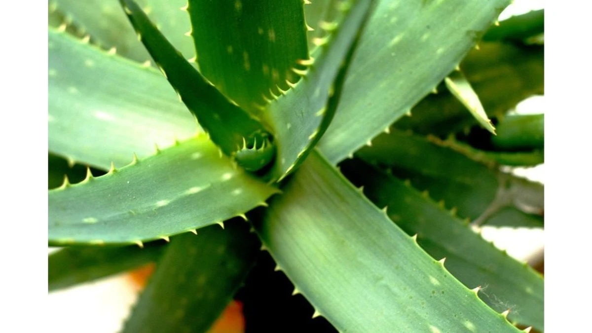 Dlaczego ogrodnicy dodają tabletkę aspiryny pod aloes? Efekt zaskoczył mnie po miesiącu.