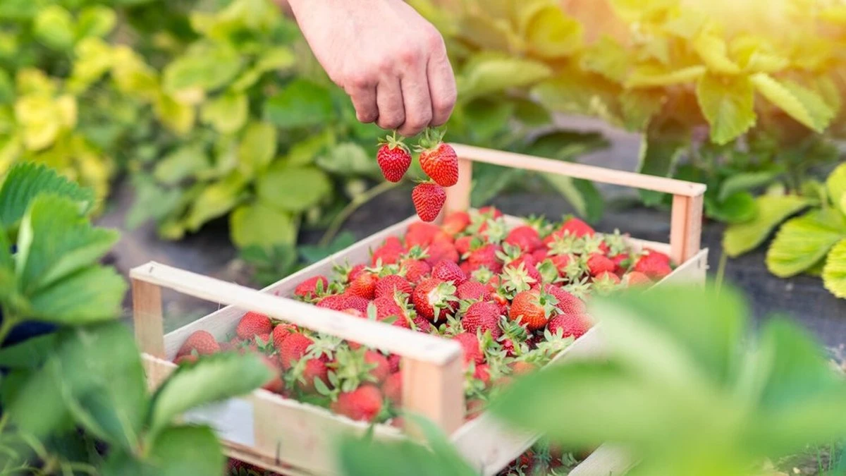 Twoje truskawki przestają rodzić? Jeden prosty trik sprawi, że będziesz mieć 3x więcej owoców każdego roku