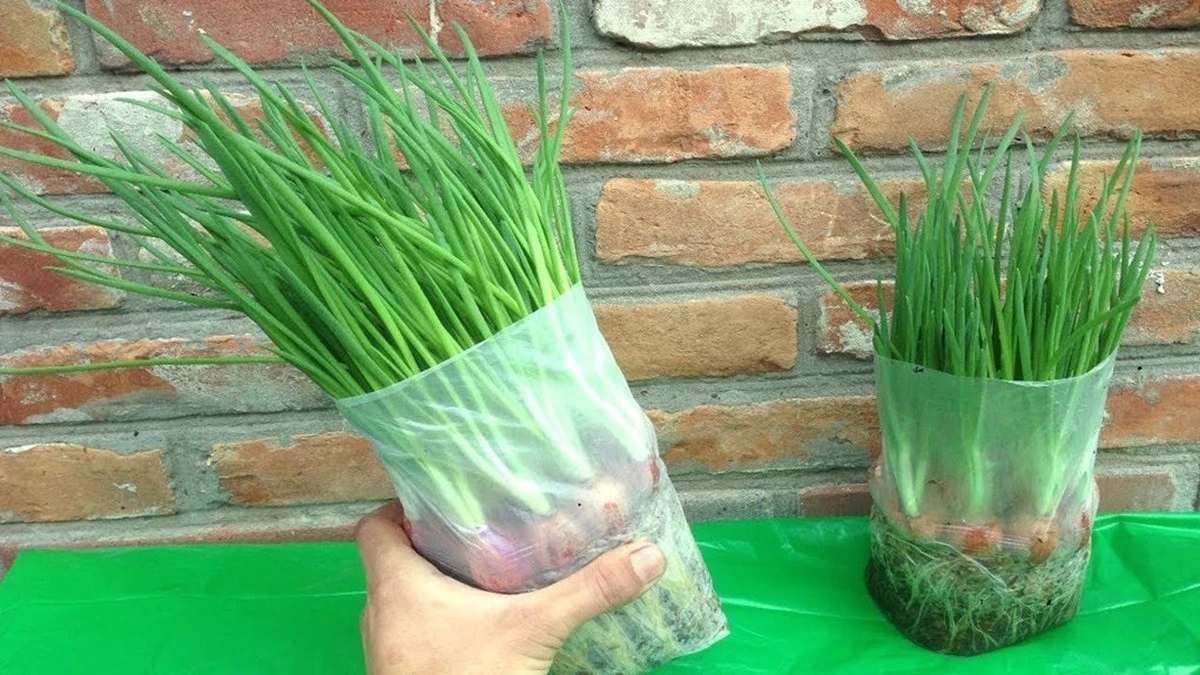 Zielona rewolucja na talerzu: jak wyhodować pyszne szczypiorki z cebuli w 18 dni, bez ziemi i brudu – tylko papier i woda!