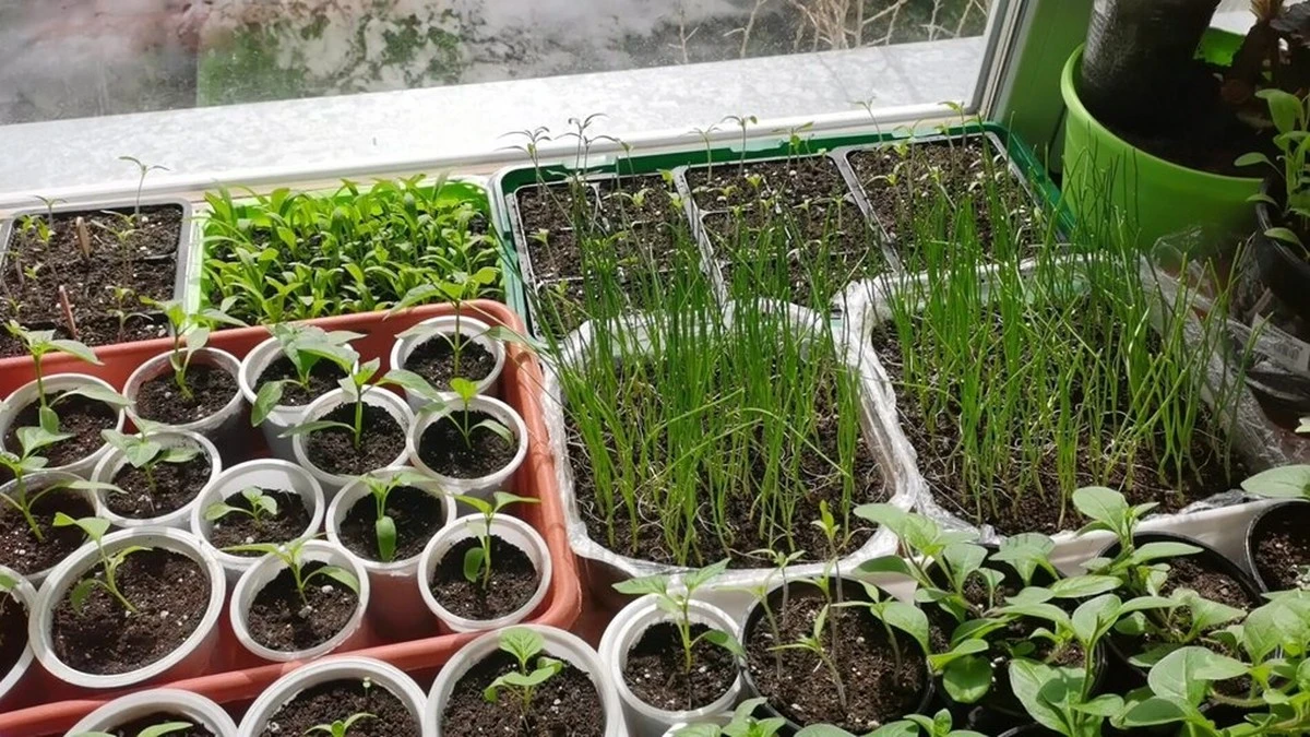 Postaw to obok sadzonek, a zobaczysz efekt w 3 dni — nawet jeśli są wiotkie