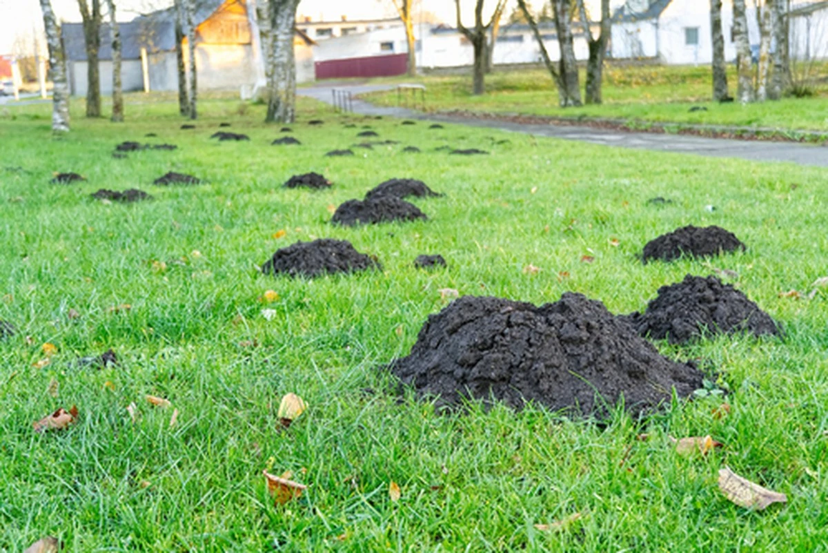 Jak wyrównać nierówną darń jednego weekendu bez ciężkiego sprzętu