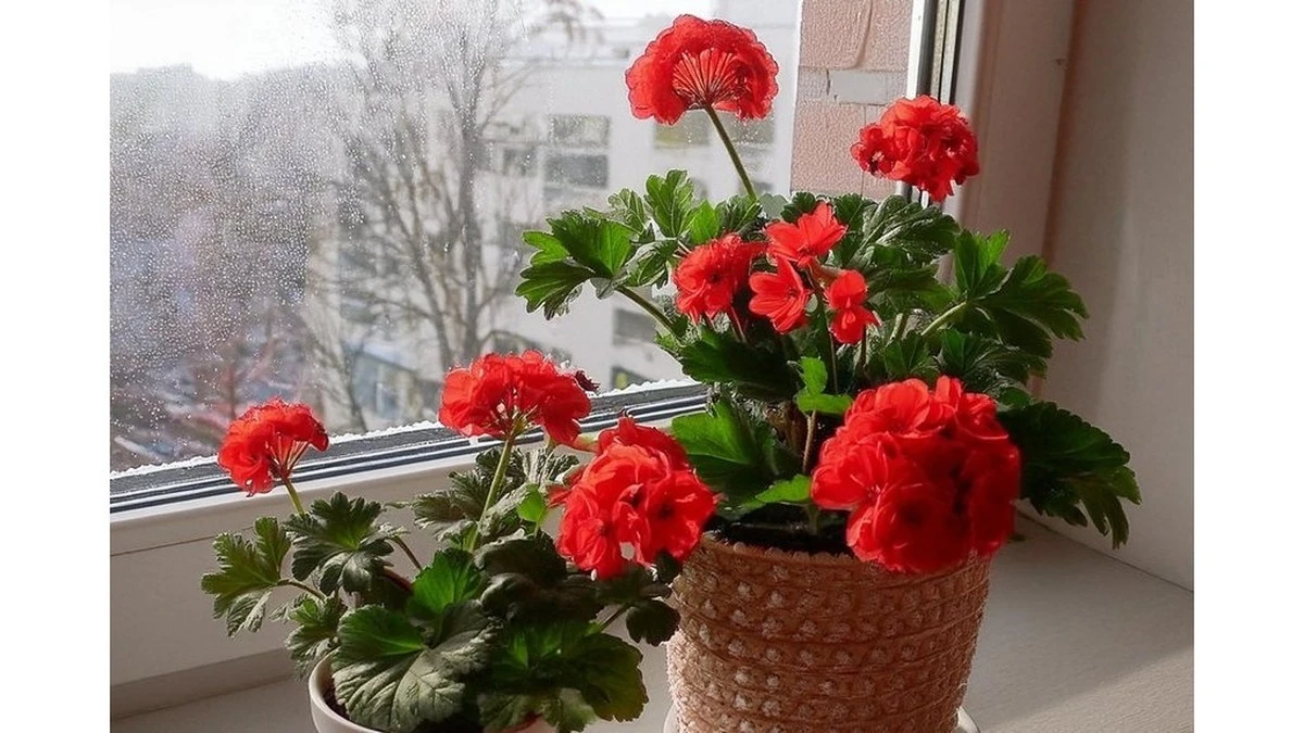 Domowy sposób na kwitnące pelargonie: 1-2 krople tej substancji zdziałają cuda