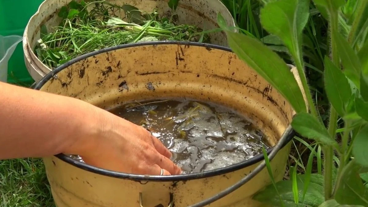 Koniec z wyrzucaniem chwastów: jak stare metody pozwolą Ci uzyskać plony, o jakich marzyłeś