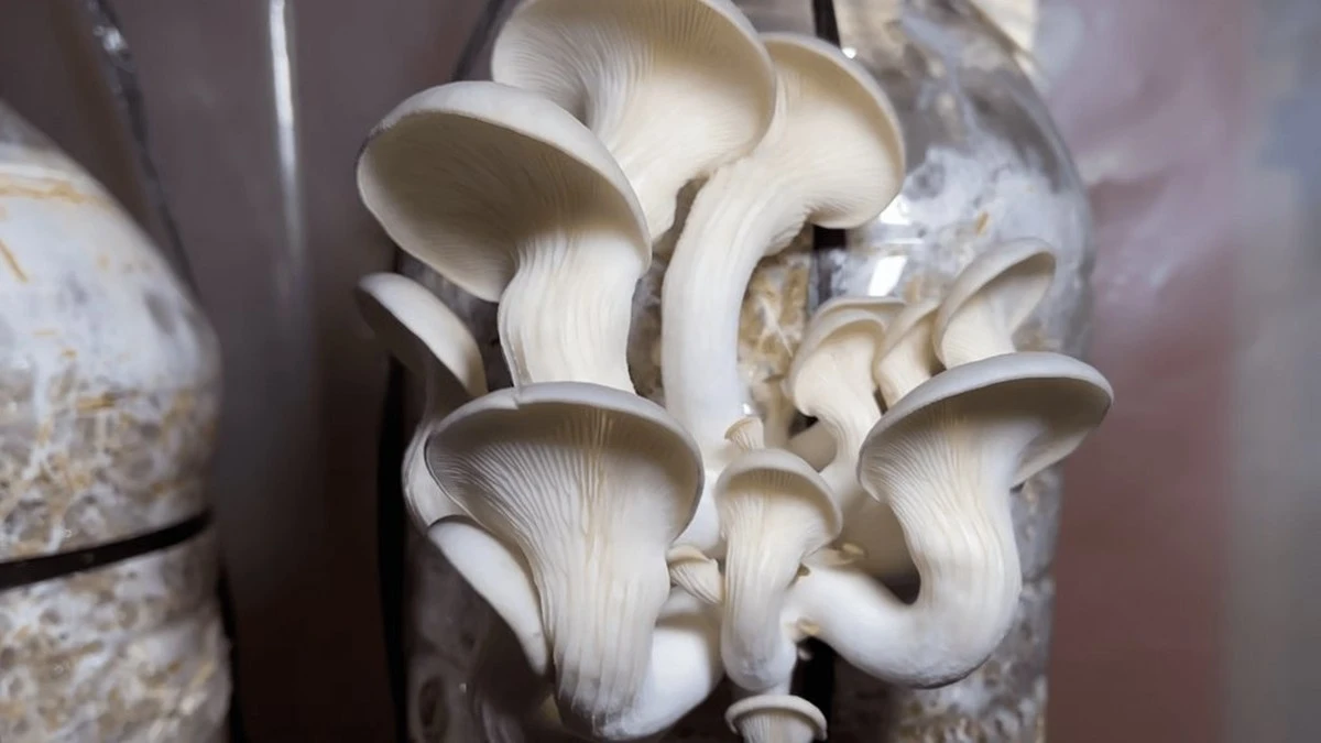 Zebrałeś trawę? Po 2 tygodniach masz grzyby: jeden plastikowy, a potem zbierasz garściami