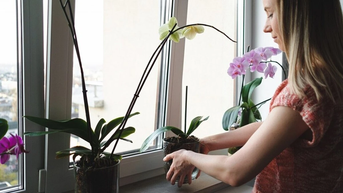 Sąsiadka spojrzała na moją orchidęję i zadała jedno pytanie – miesiąc później pąki nie chciały się końca