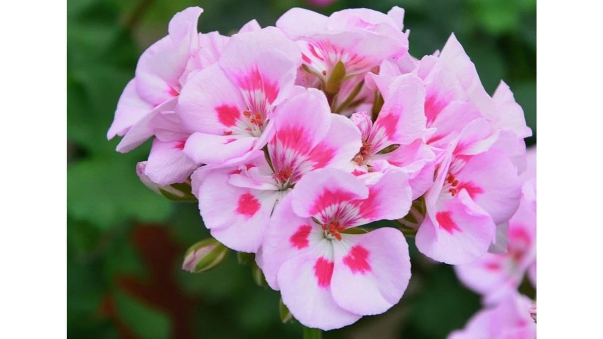 1 gram na litr wody. Pelargonia, która nie kwitła 3 lata, nagle eksplodowała kwiatami